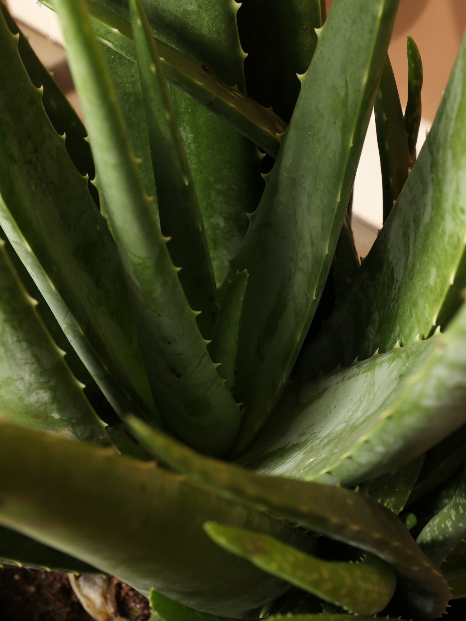 3-5 FT Aloe Vera – Dahing Plants