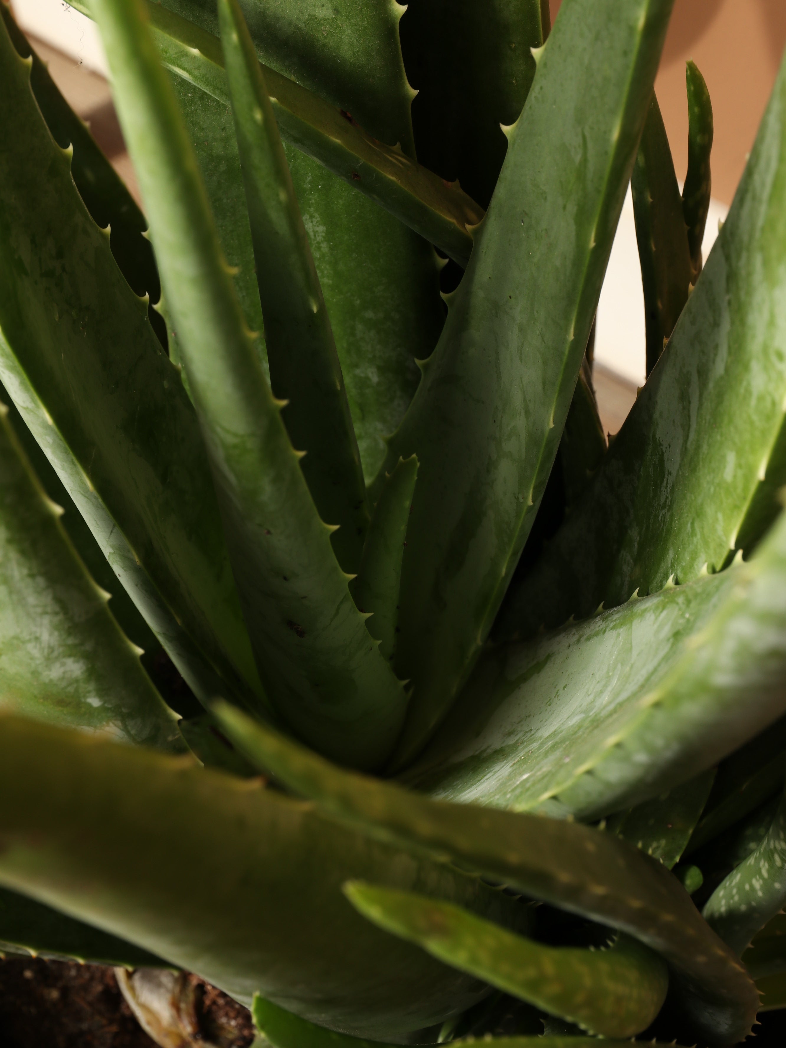 3-5 FT Aloe Vera – Dahing Plants