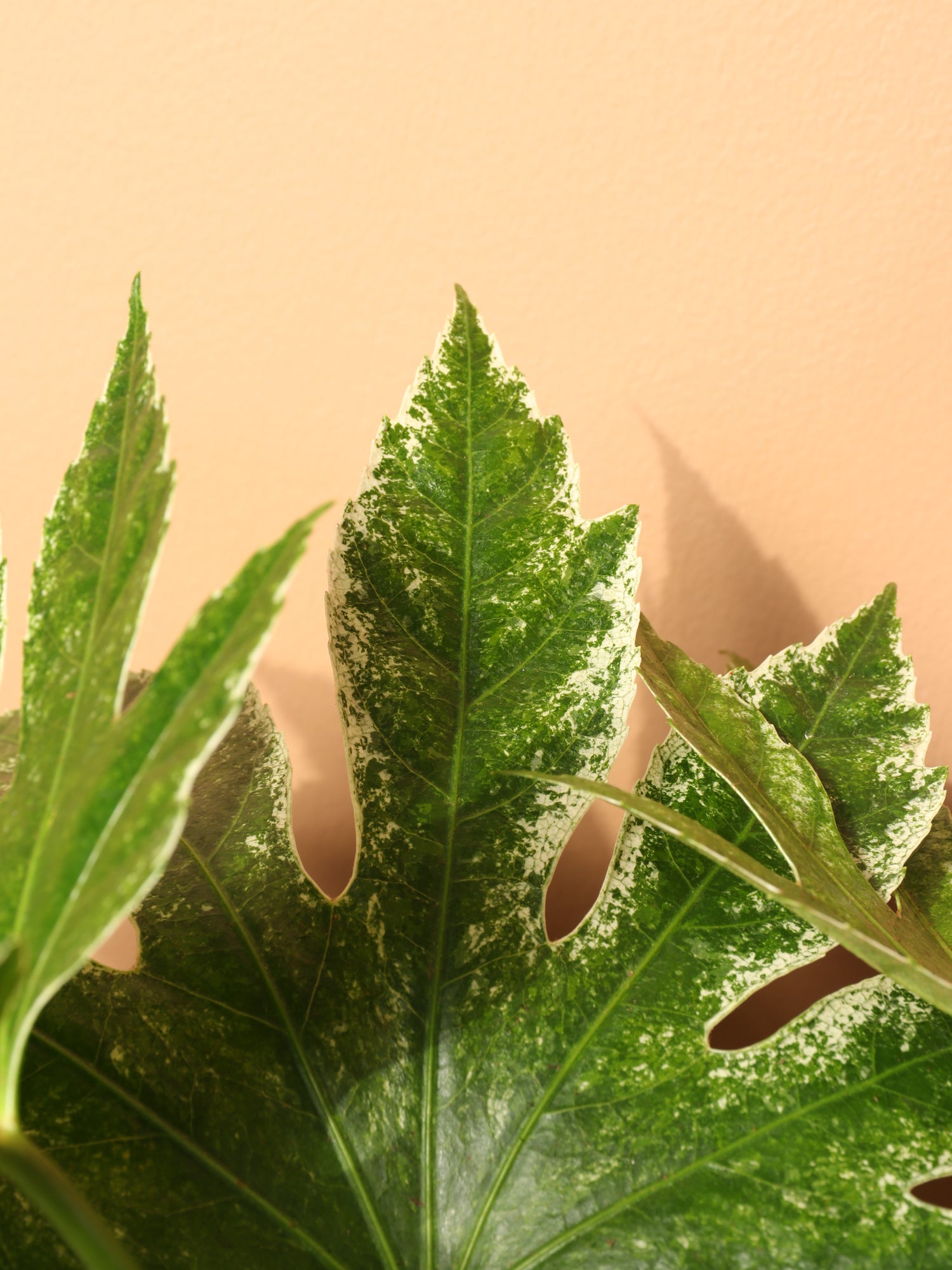 Large Spider Web Aralia &
