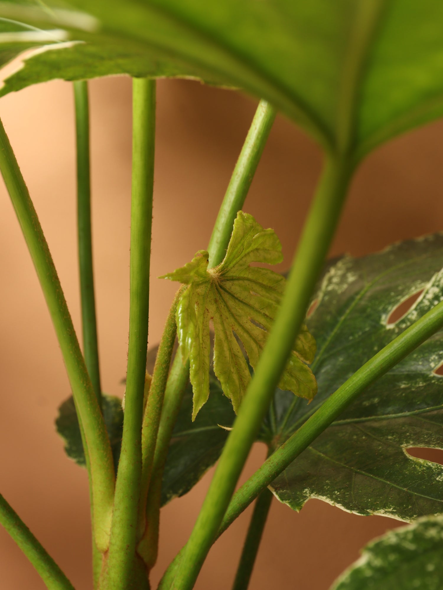 Large Spider Web Aralia &