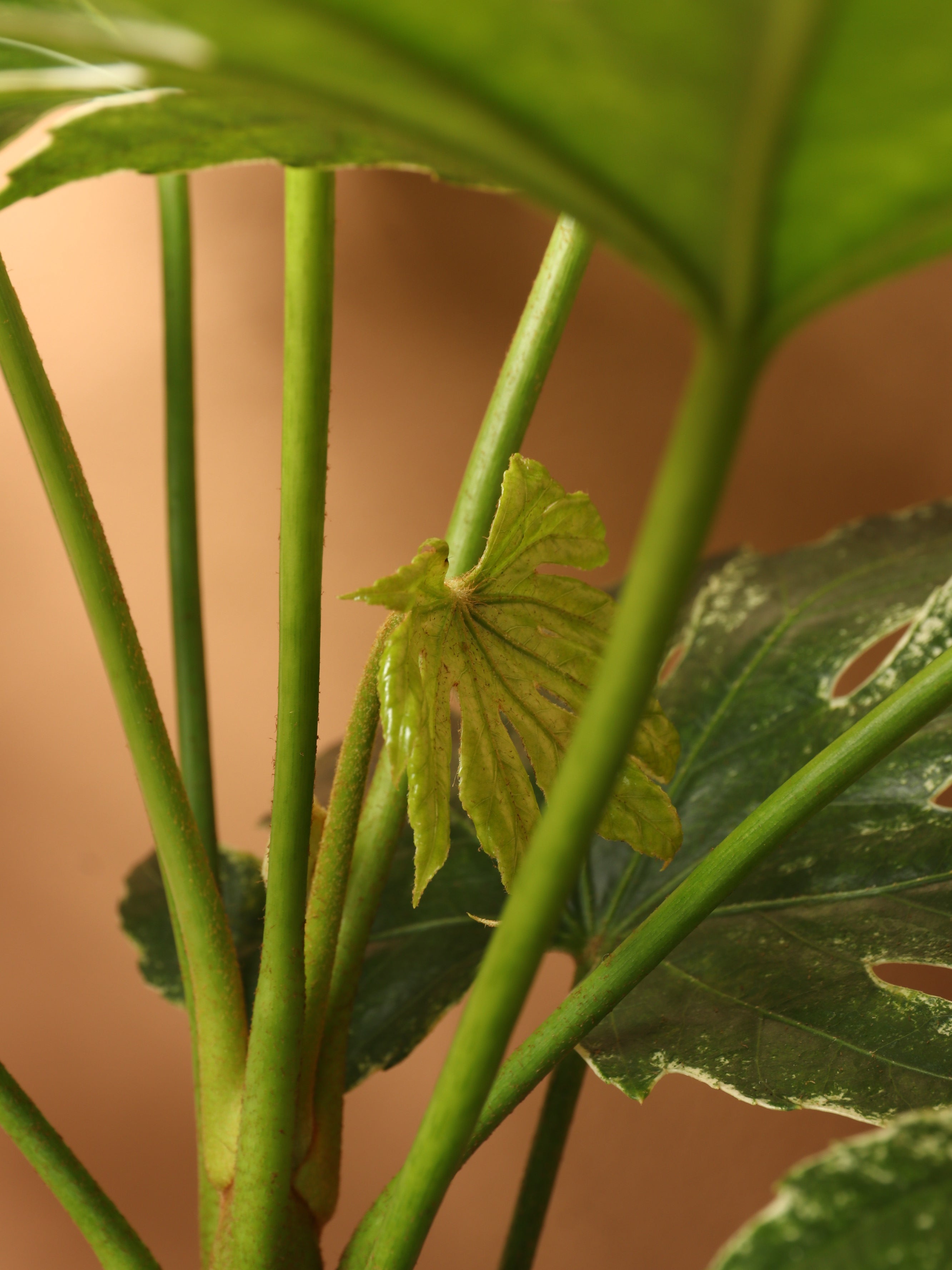 Large Spider Web Aralia &