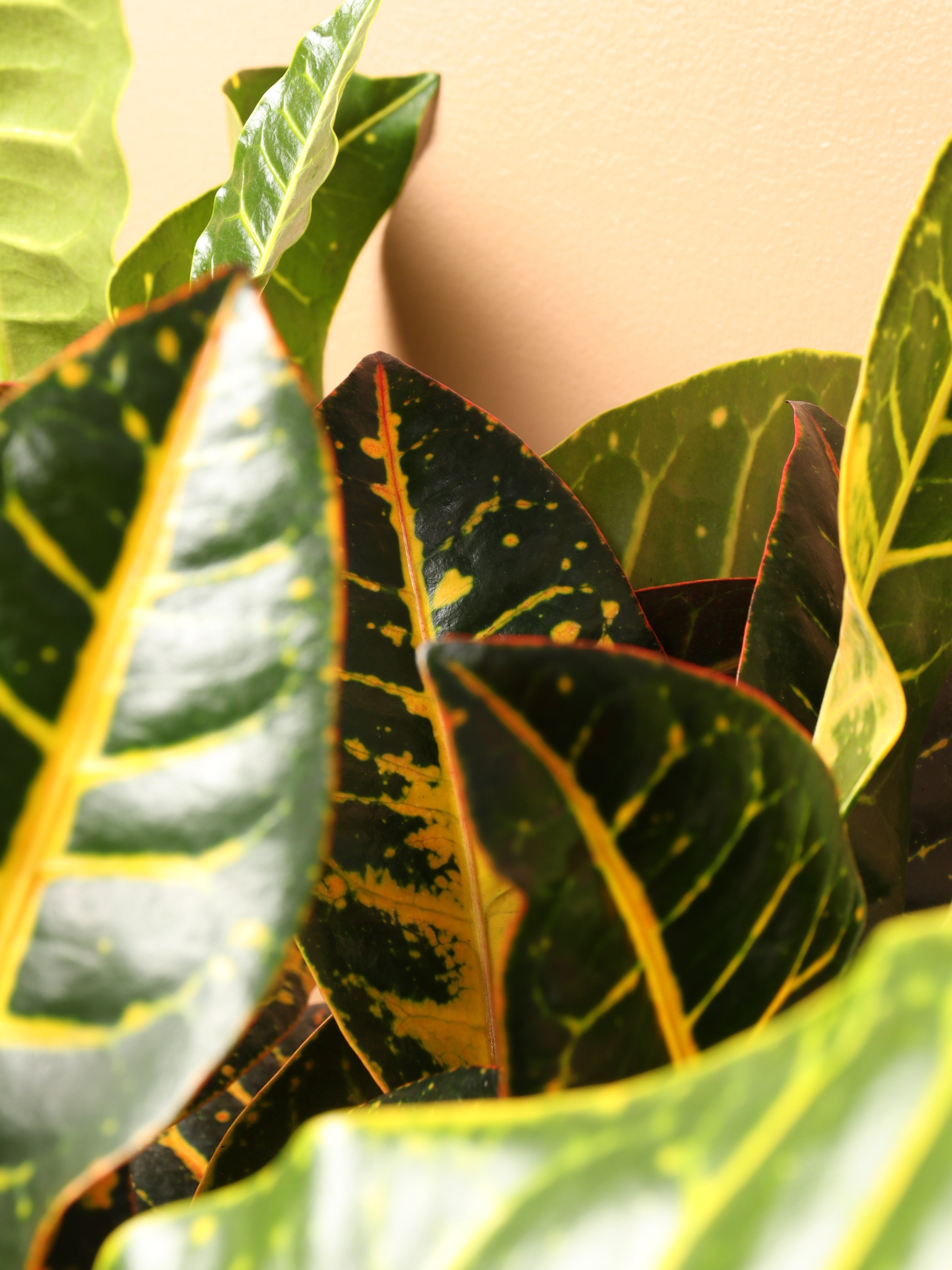 Large Garden Croton