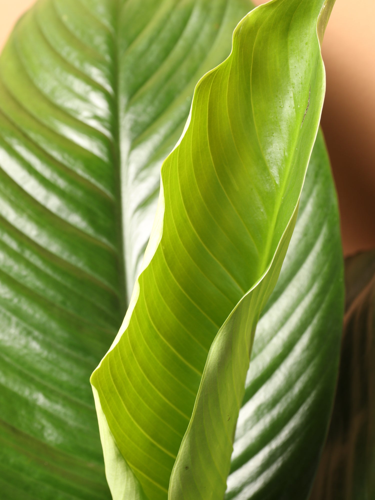 indoor sensation plant Buy Sensation Peace Lily Online | Large Indoor Plant