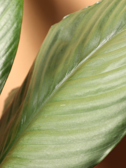 Large Sensation Peace Lily