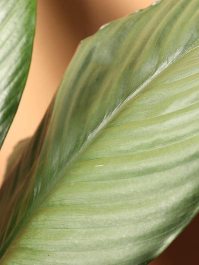 Large Sensation Peace Lily