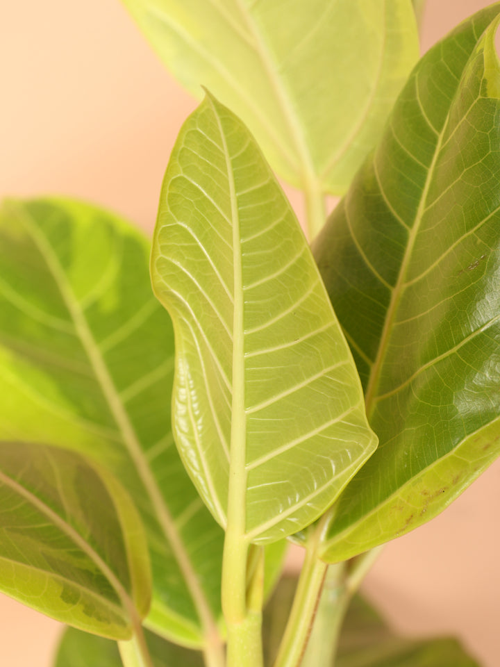 3-5 FT Ficus Altissima Std – Dahing Plants