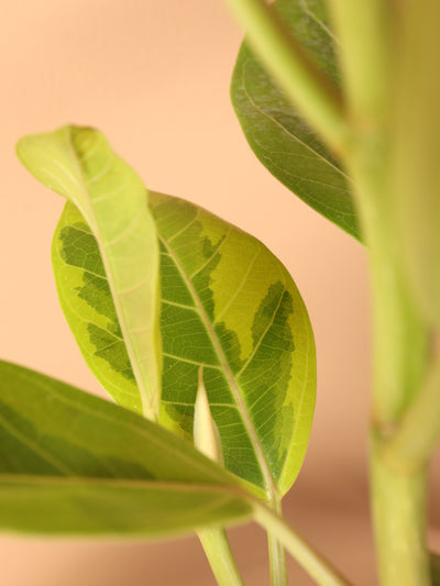 Large Ficus Altissima Std
