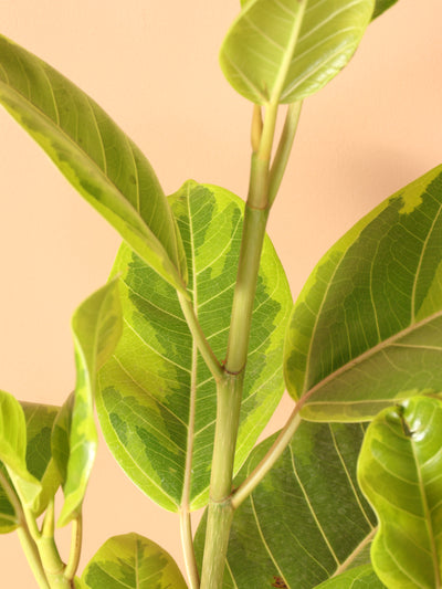 Large Ficus Altissima Std
