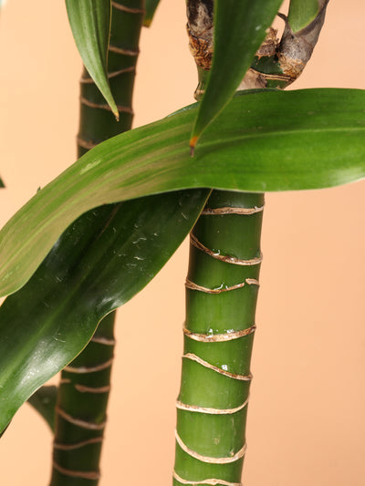 Medium Dracaena Compacta Cane