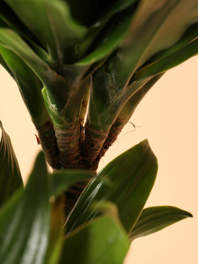 Medium Dracaena Compacta Cane