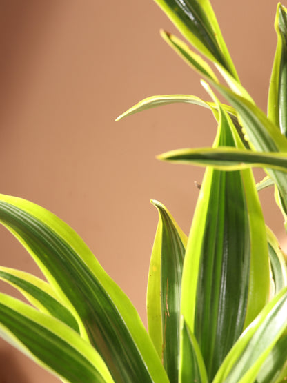 Medium Dracaena Lemon Lime Cane
