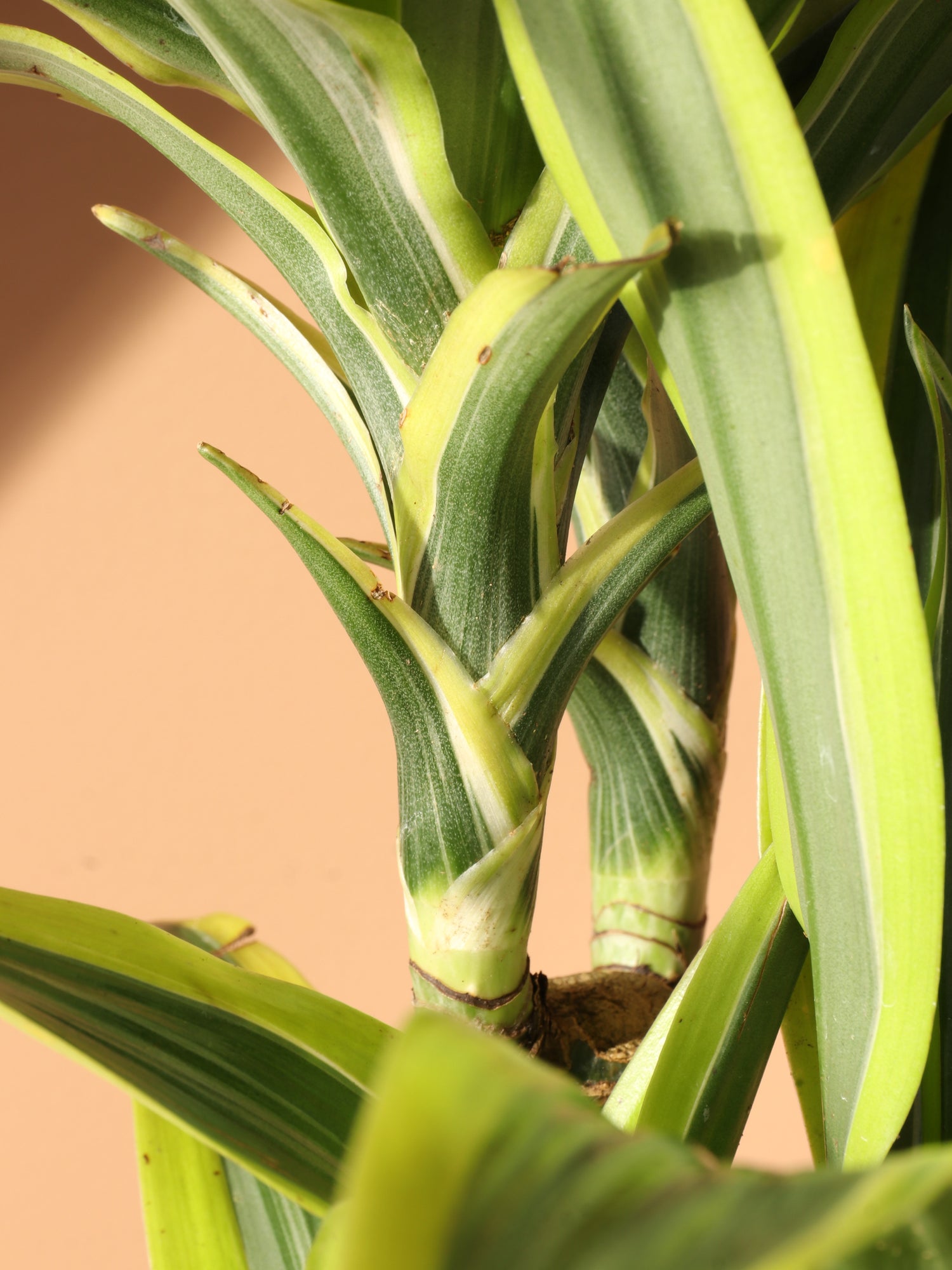 Medium Dracaena Lemon Lime Cane – Dahing Plants