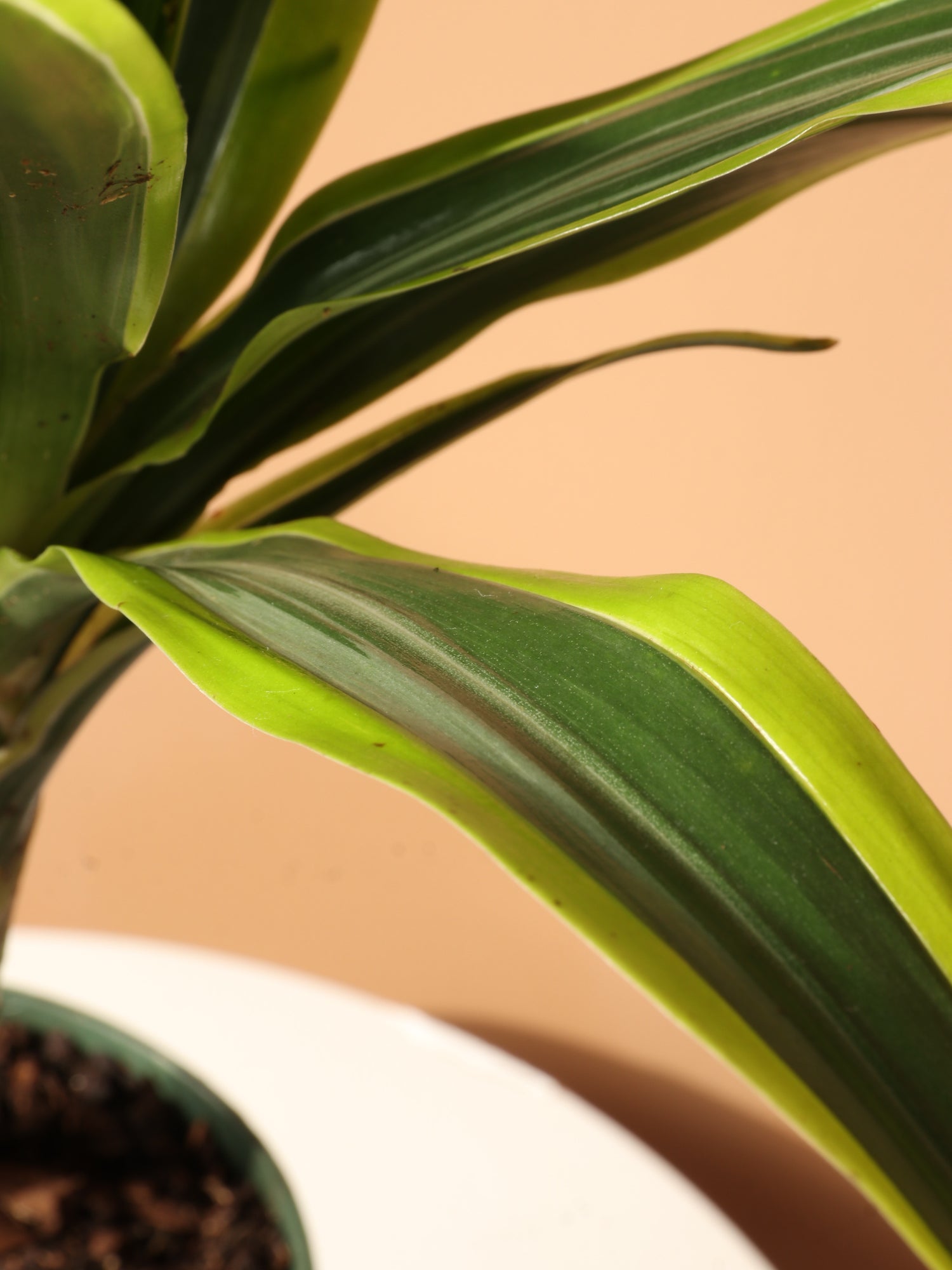dracaena lemon lime benefits Medium Dracaena Lemon Lime Cane