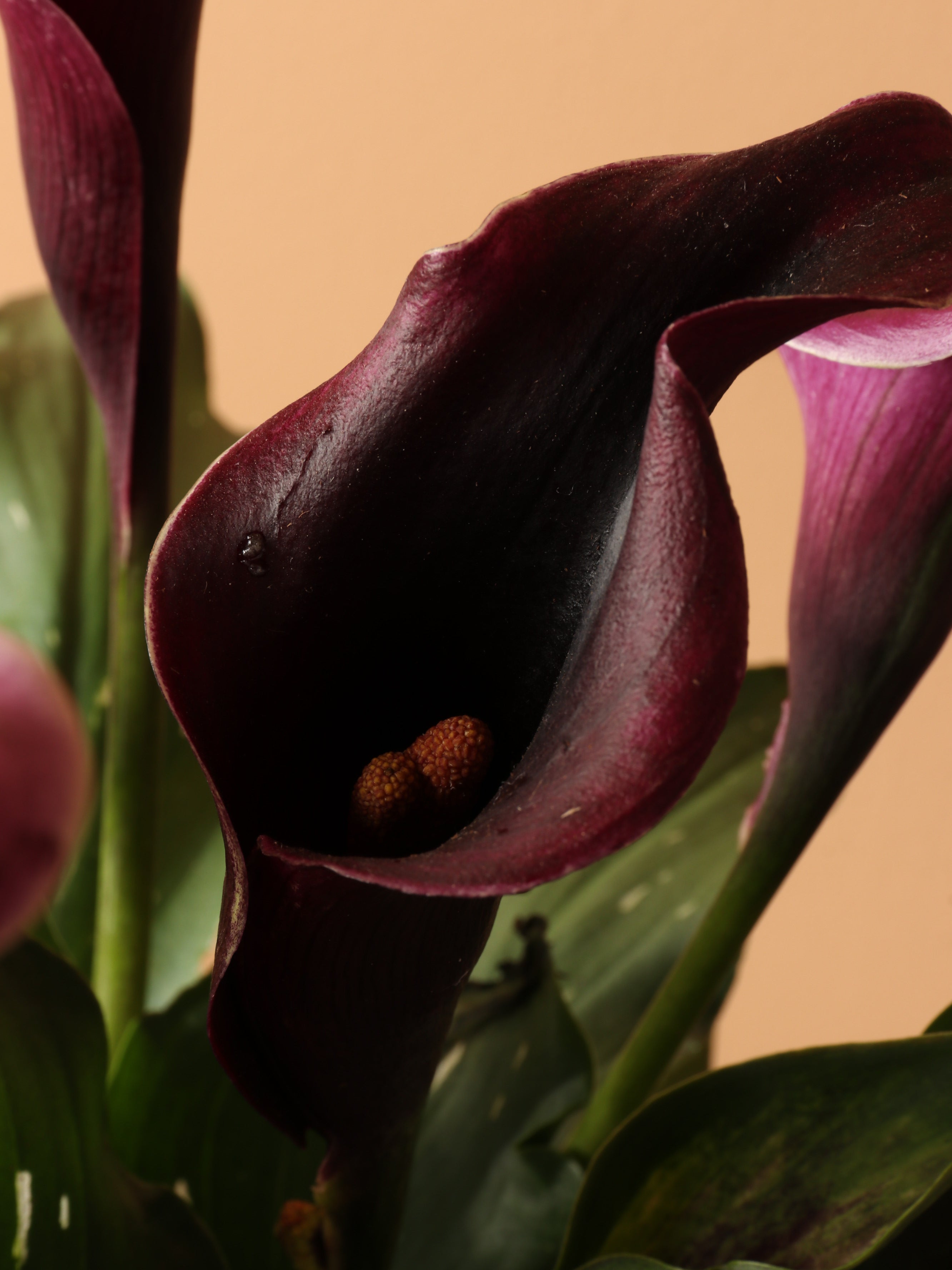 Medium Purple Calla Lily – Dahing Plants