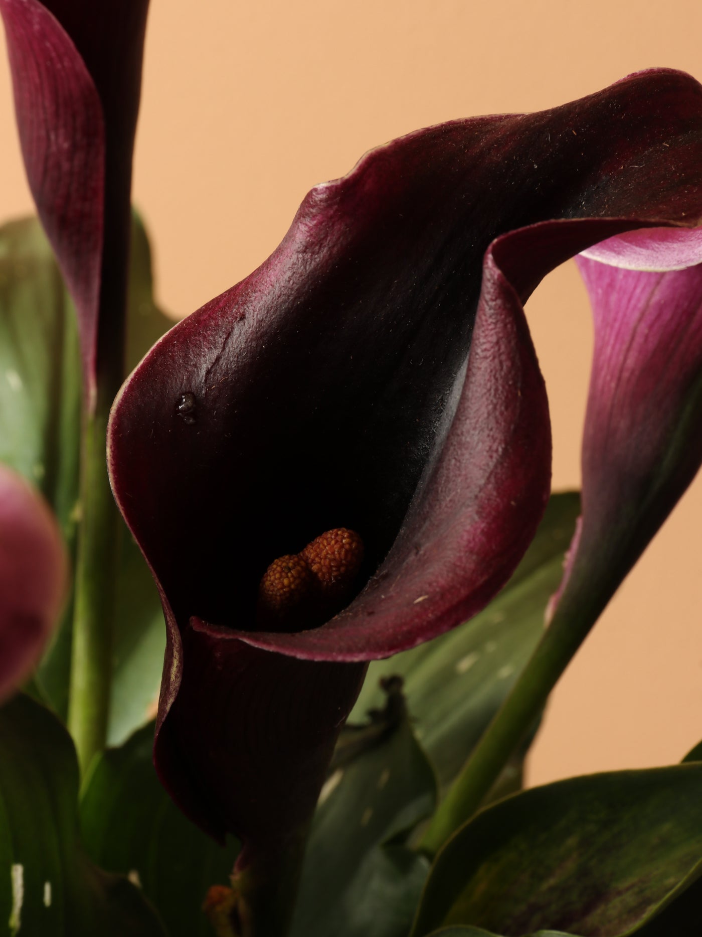 Medium Purple Calla Lily