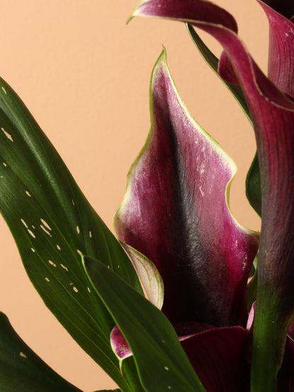 Medium Purple Calla Lily