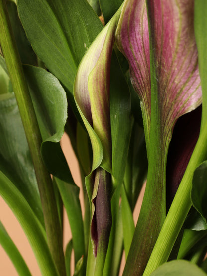 Medium Purple Calla Lily
