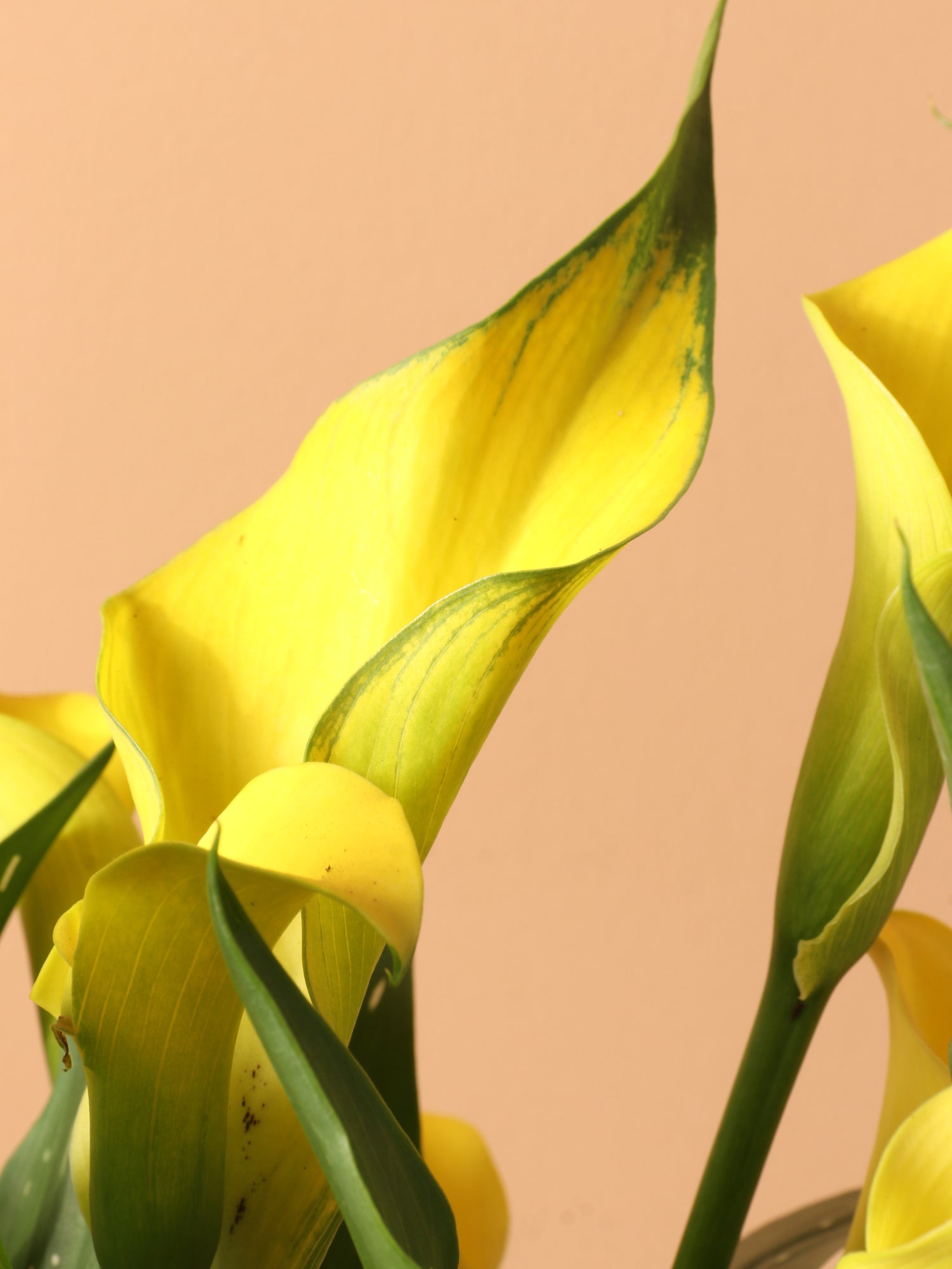 Medium Yellow Calla Lily