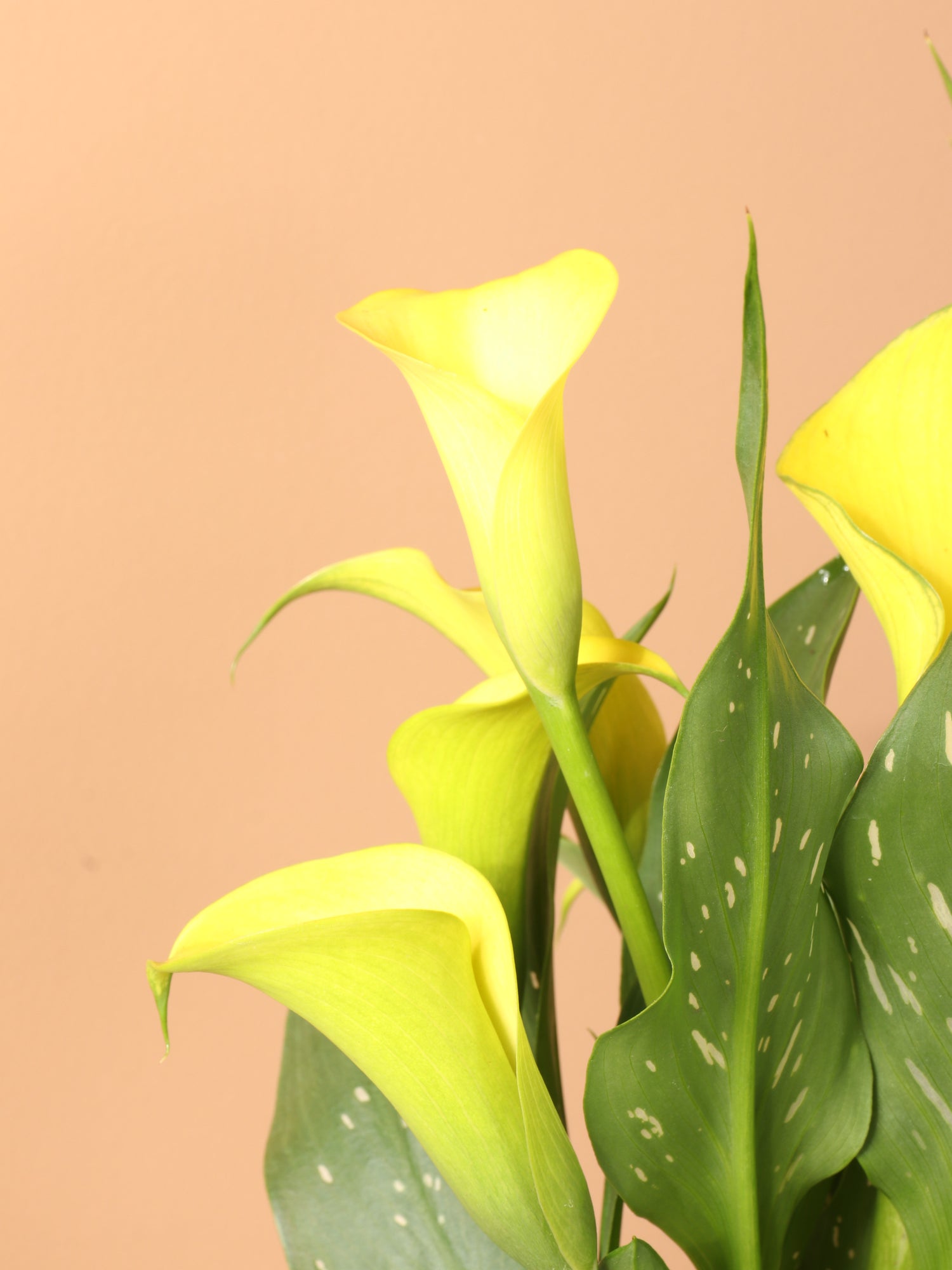 Medium Yellow Calla Lily – Dahing Plants
