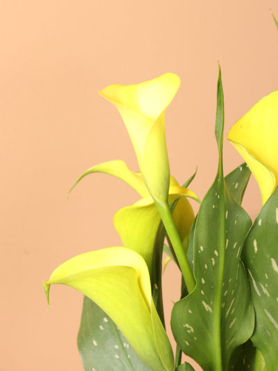 Medium Yellow Calla Lily