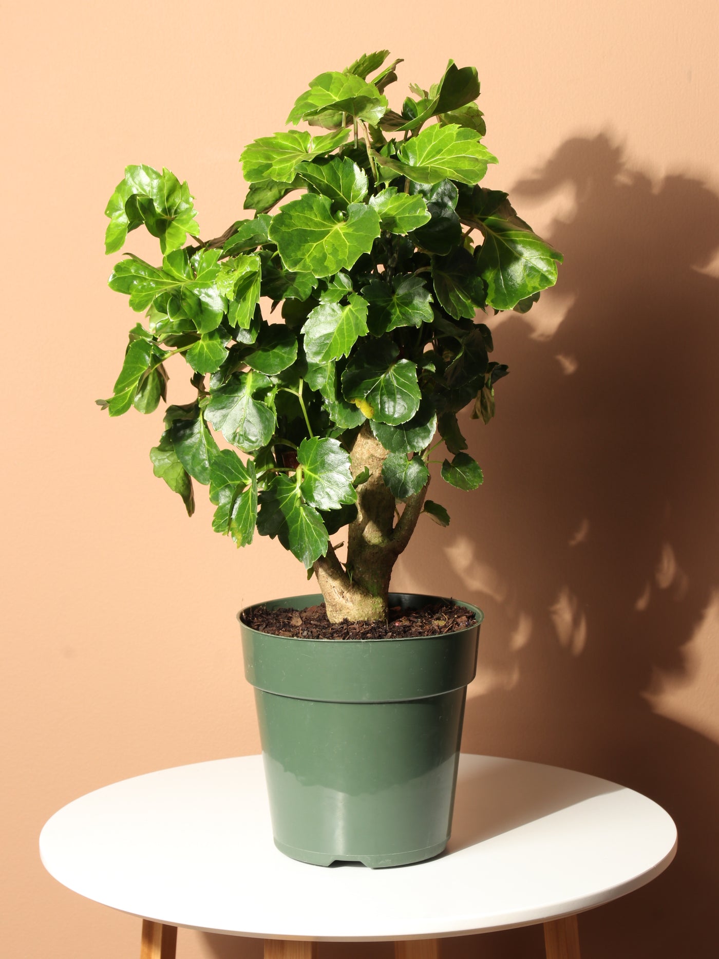 Medium Balfour Aralia