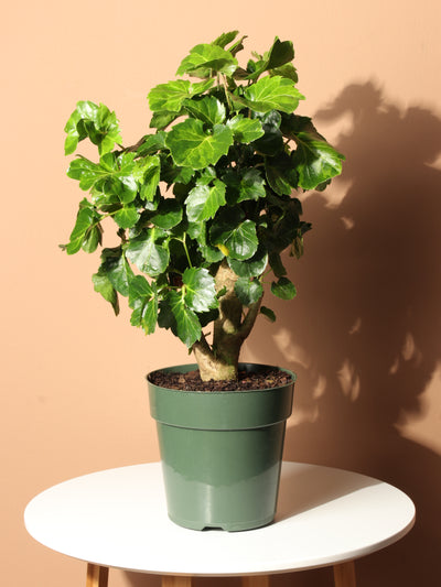 Medium Balfour Aralia