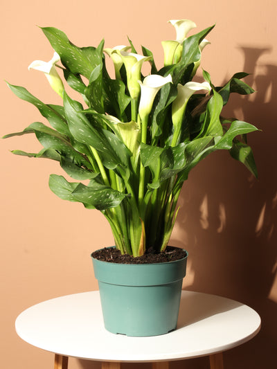 Medium Calla Lily White