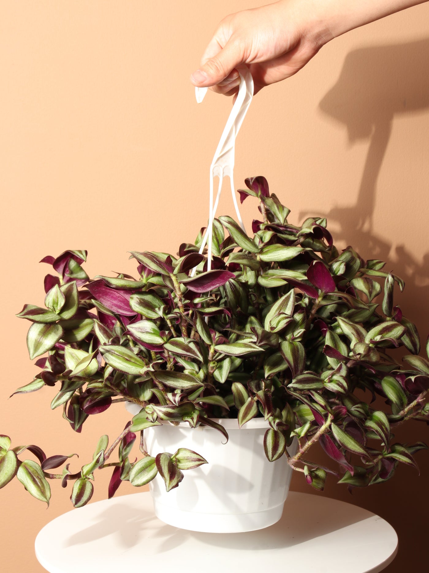 Hanging Basket Tradescantia