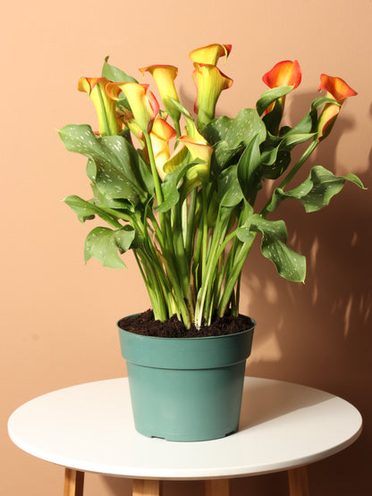 Medium Calla Lily Orange