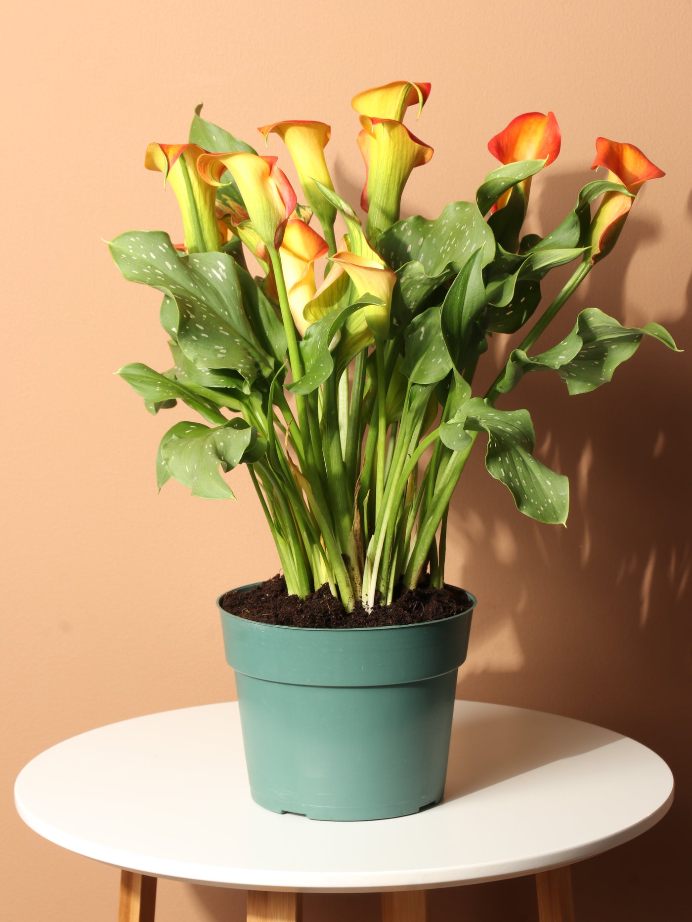 Medium Calla Lily Orange