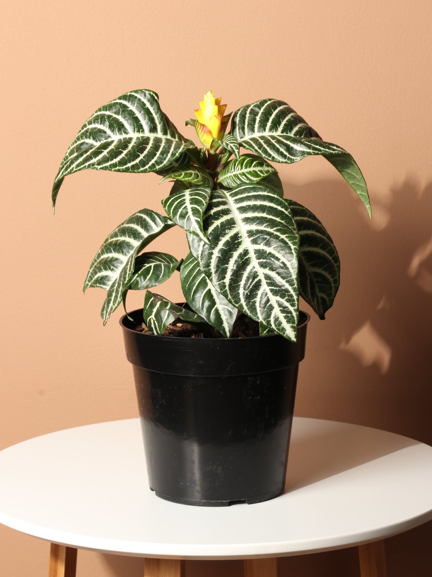 zebra indoor plant Medium Zebra Plant