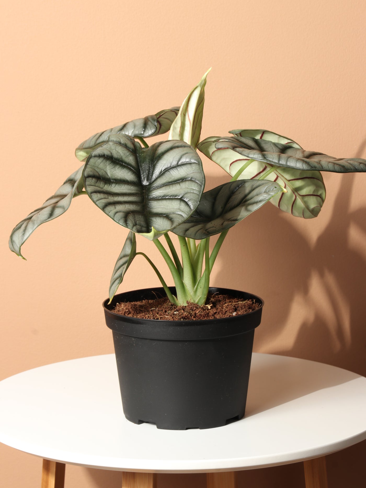 Medium Alocasia Silver Dragon