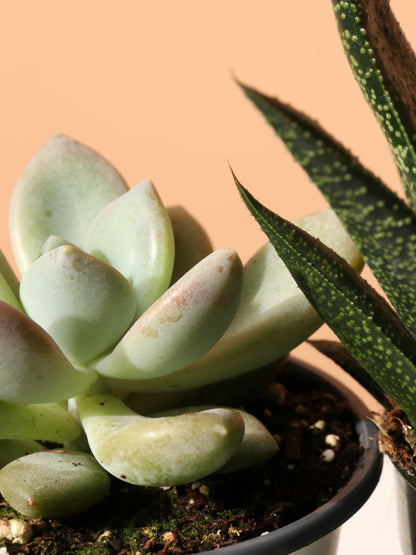 The Succulent Club
