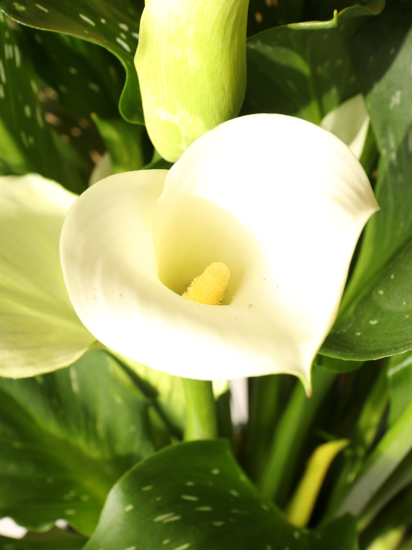 Medium Calla Lily White