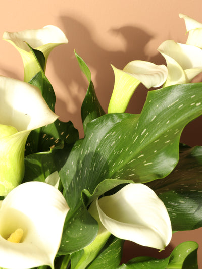 Medium Calla Lily White