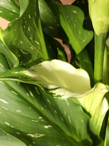 Medium Calla Lily White