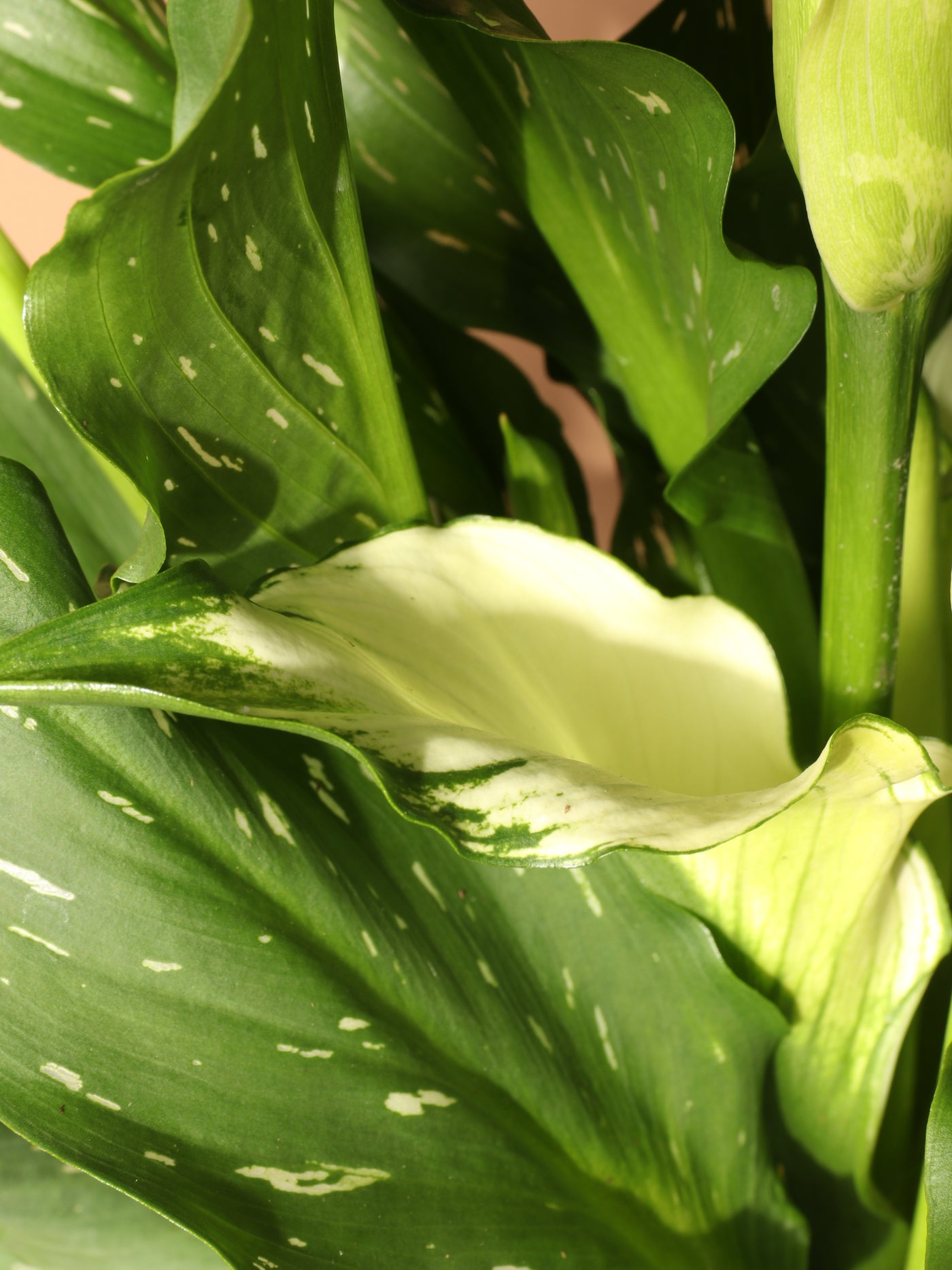 Medium Calla Lily White