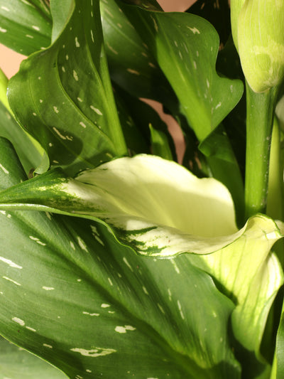 Medium Calla Lily White