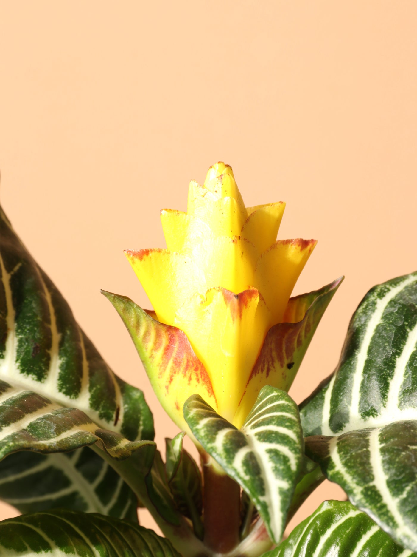 Medium Zebra Plant