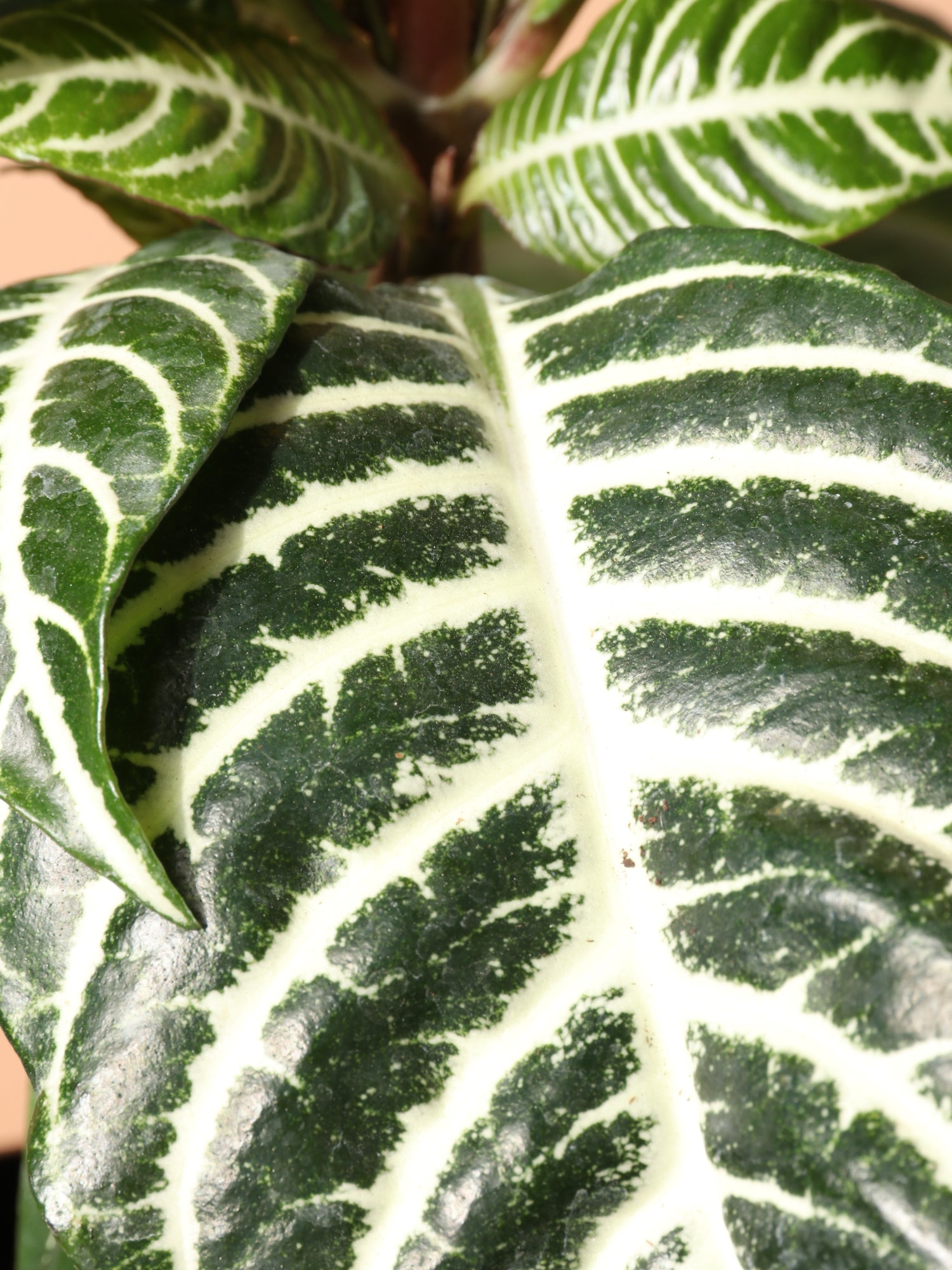 zebra leaf indoor plant Buy Medium Zebra Plant Online | Indoor House Plant