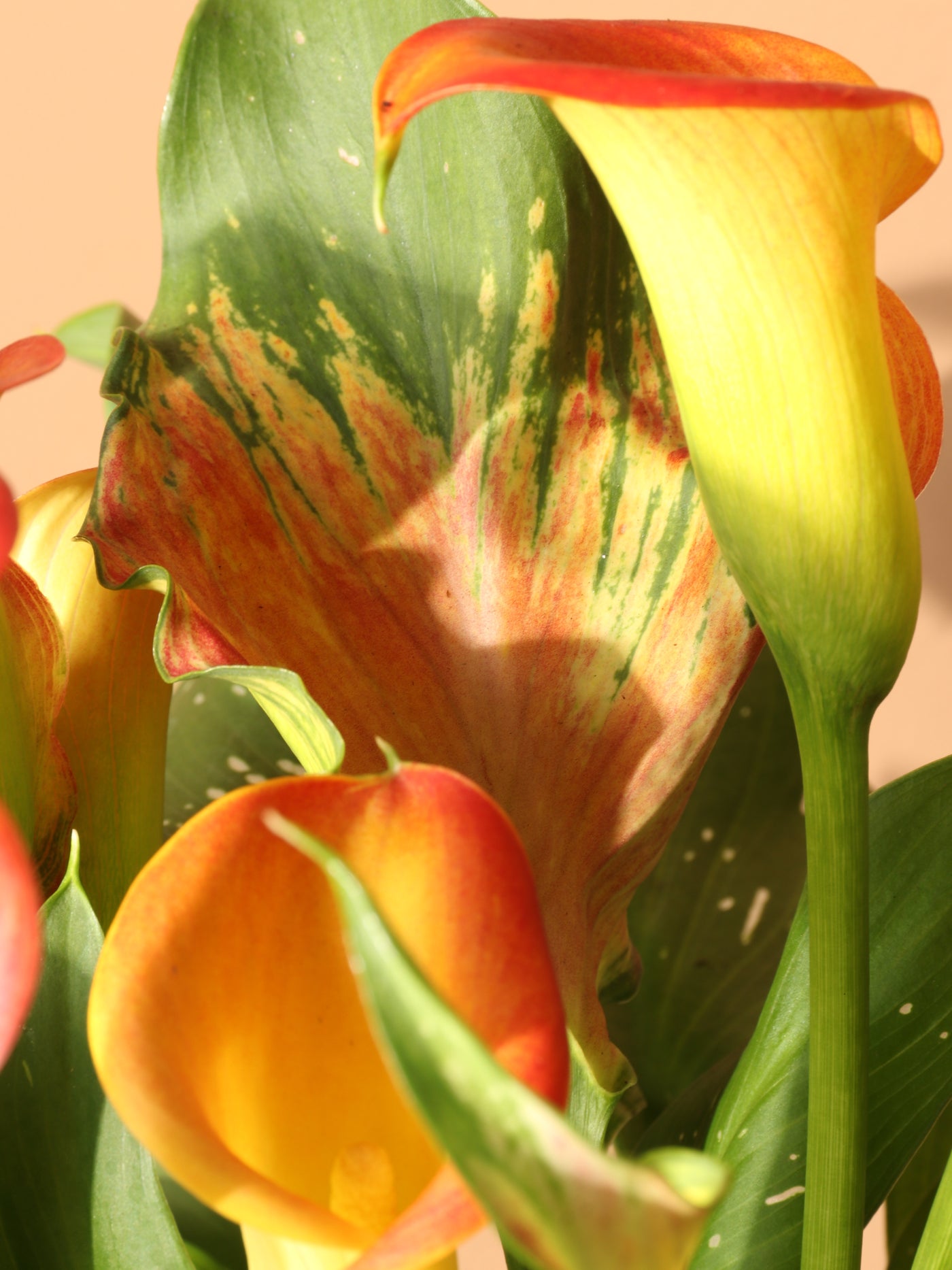 Medium Calla Lily Orange