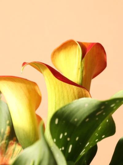 Medium Calla Lily Orange