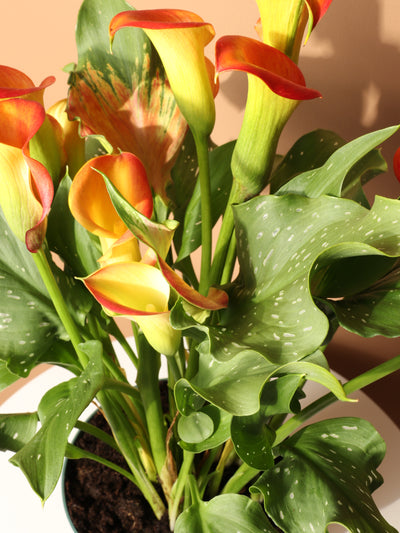 Medium Calla Lily Orange