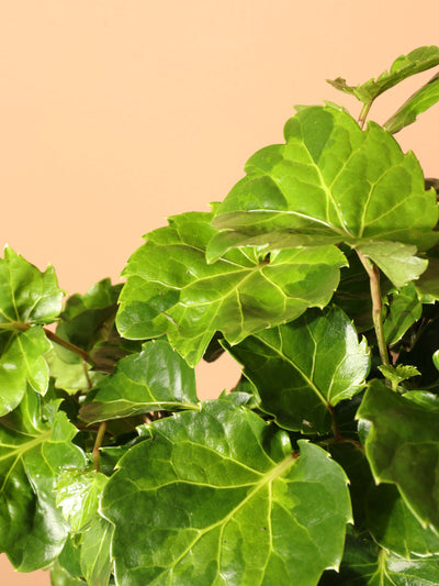 Medium Balfour Aralia