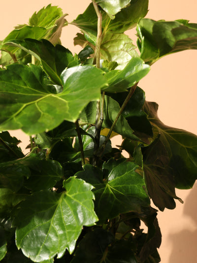 Medium Balfour Aralia