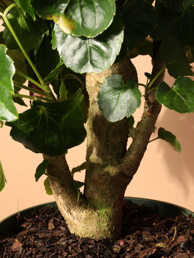 Medium Balfour Aralia