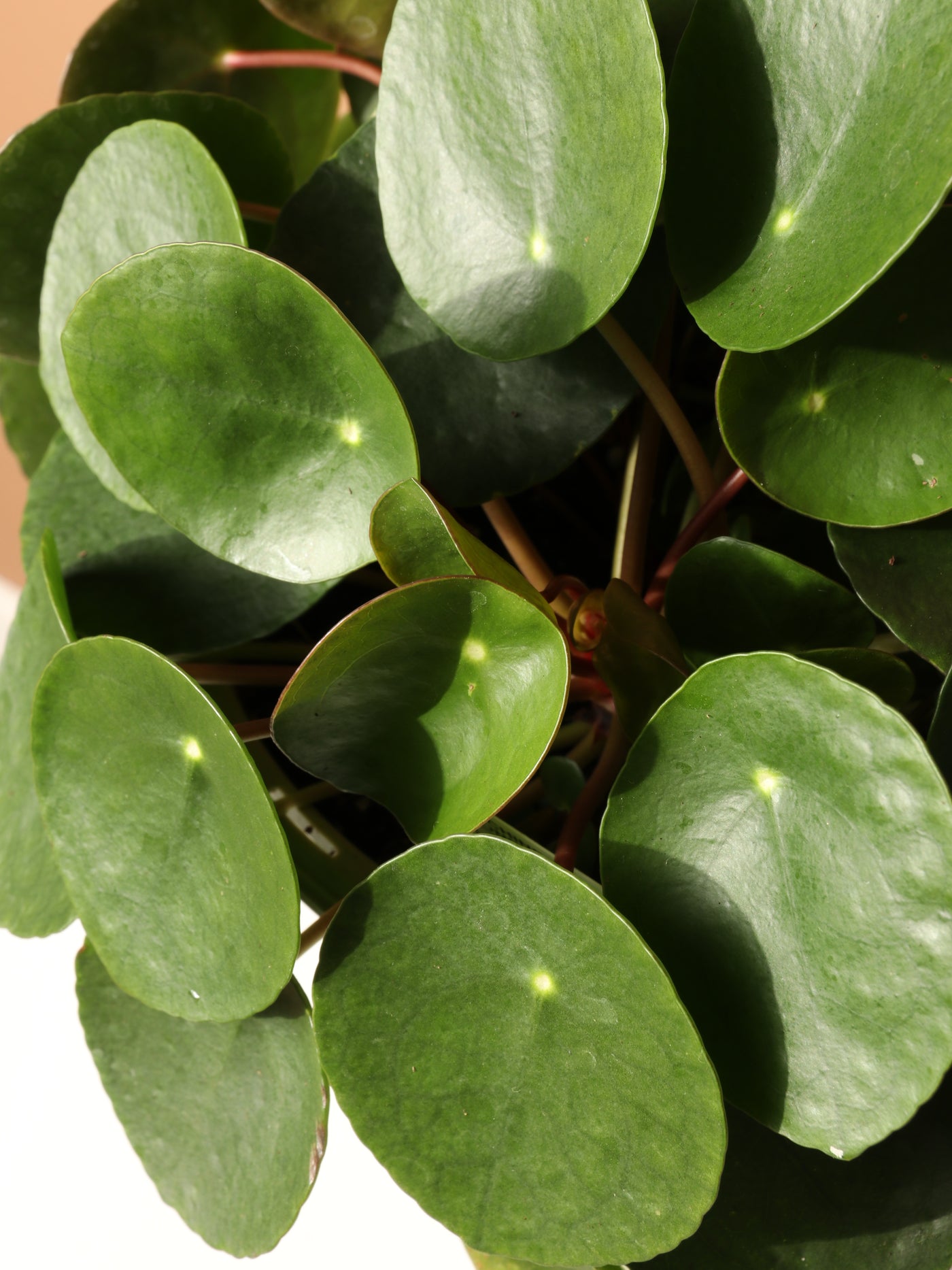 Hanging Basket Pilea Peperomioides
