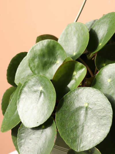 Hanging Basket Pilea Peperomioides