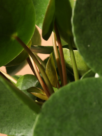Hanging Basket Pilea Peperomioides