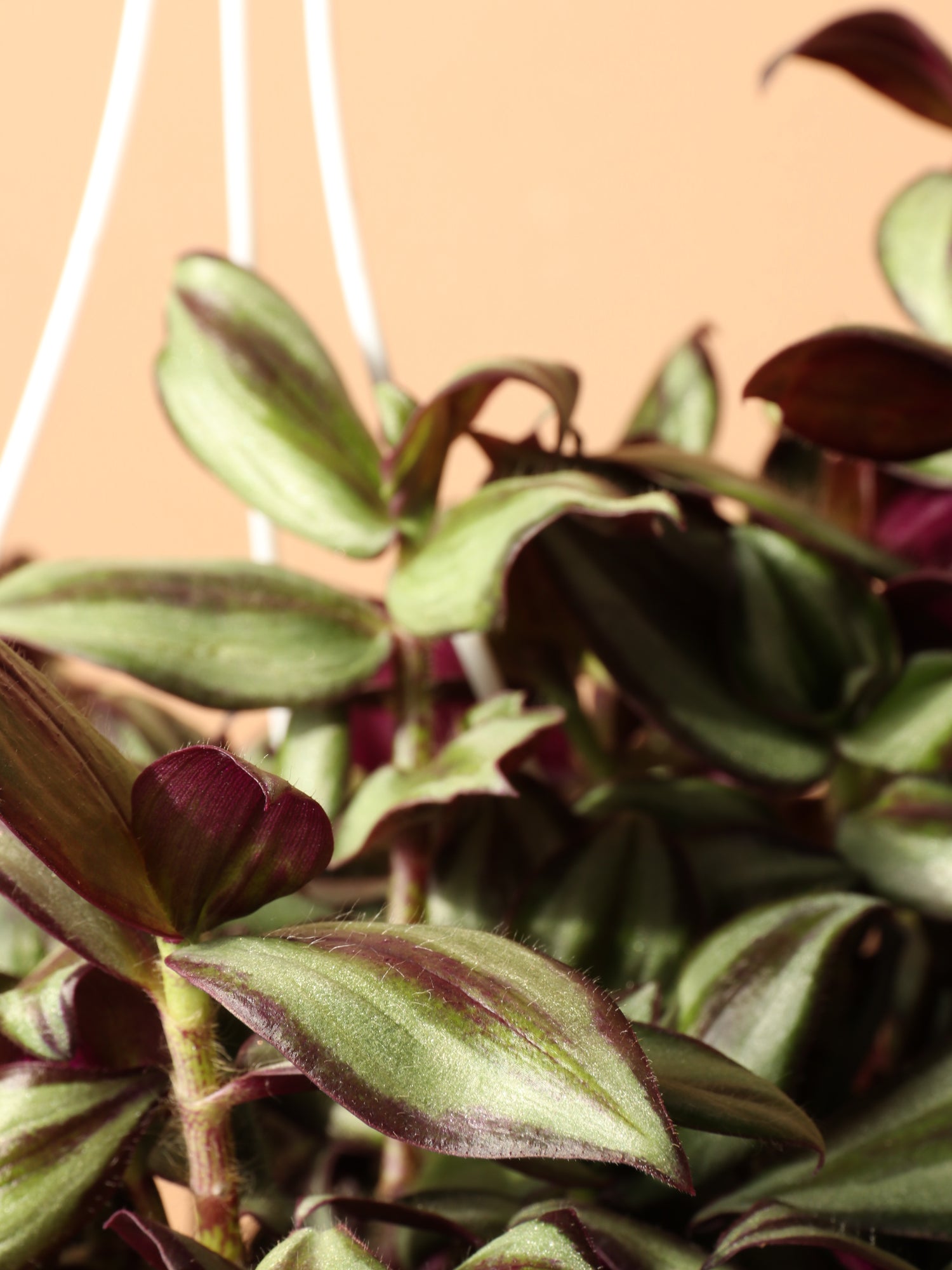 Hanging Basket Tradescantia – Dahing Plants
